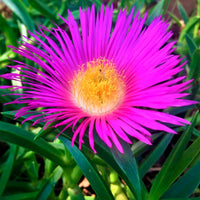 Mixed Ice Flower seeds for Planting Vibrant Colors Heirloom & GMO Free Seeds for Home Garden
 
 Sale