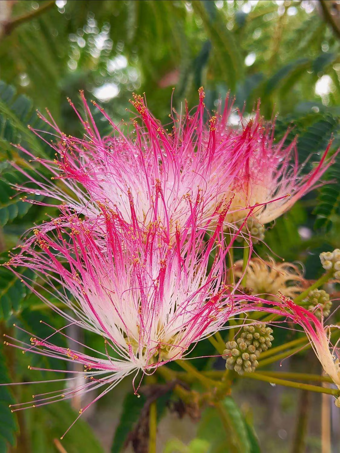 Pink Mimosa Flower seeds for Planting - Garden Favorite, Heirloom & GMO Free Seeds for Home Garden