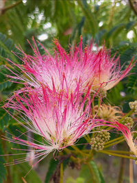Pink Mimosa Flower seeds for Planting - Garden Favorite, Heirloom & GMO Free Seeds for Home Garden