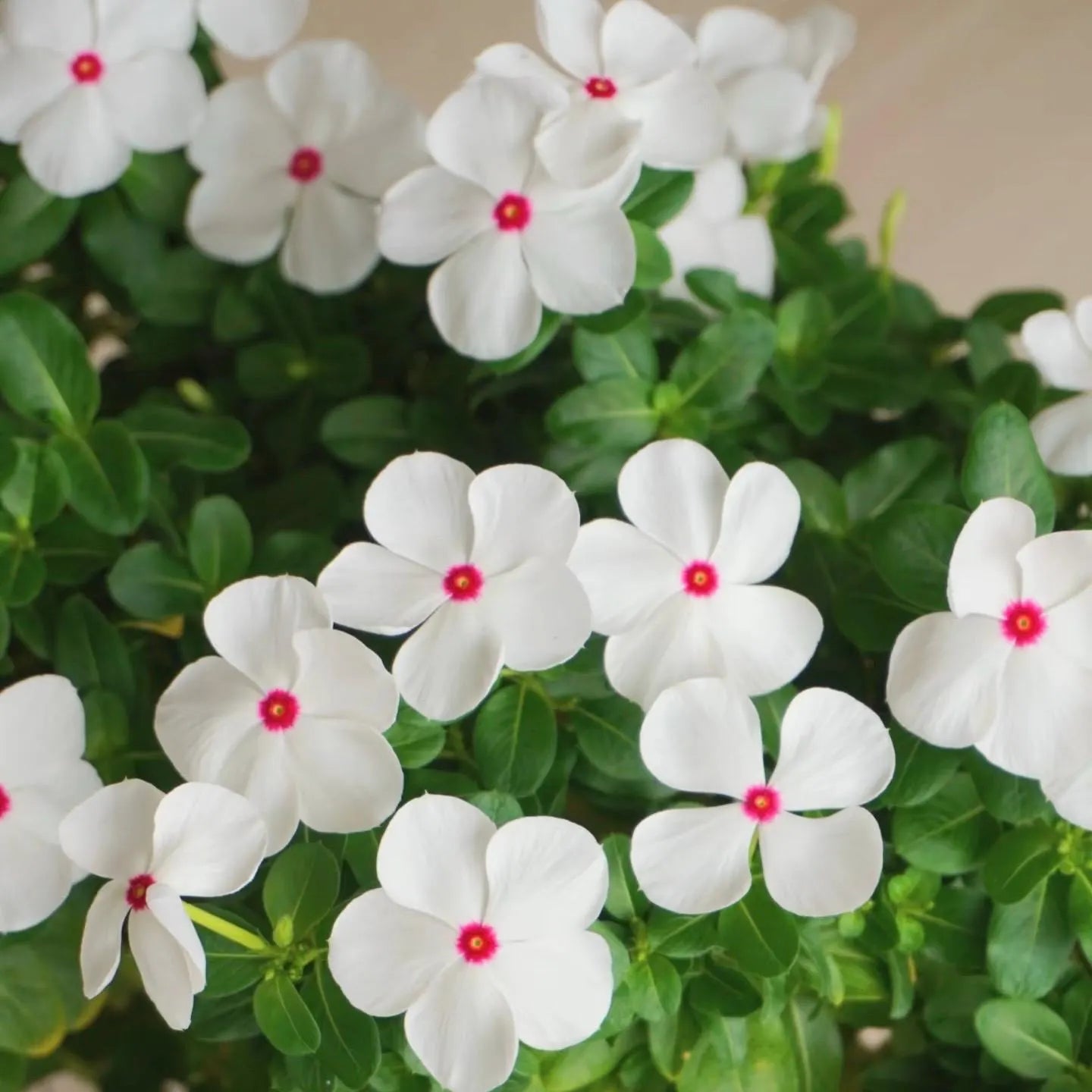 White Pink Periwinkle Flower seeds for Planting - Compact Growth, Heirloom & GMO Free Seeds for Home Garden