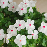 White Pink Periwinkle Flower seeds for Planting - Compact Growth, Heirloom & GMO Free Seeds for Home Garden