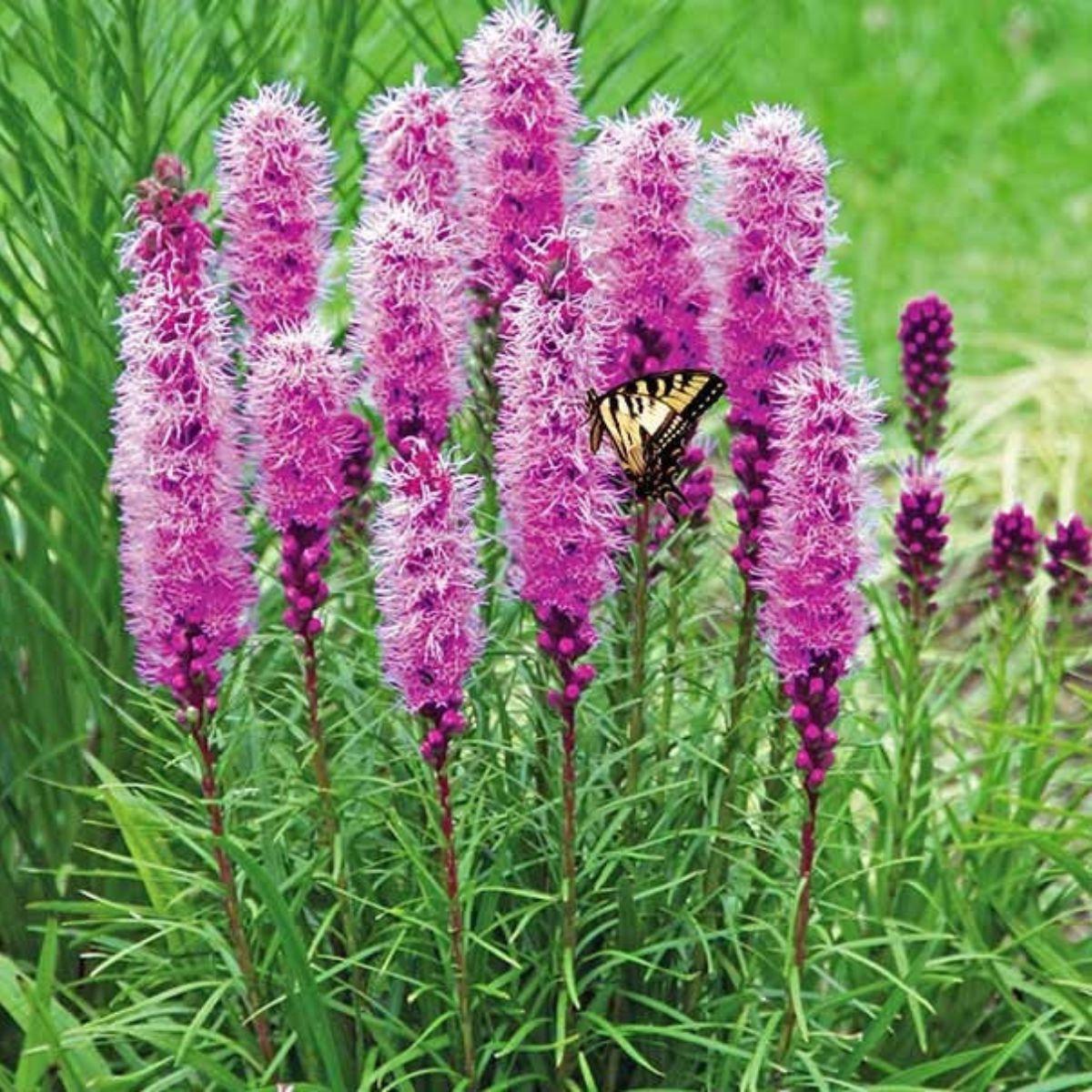 Pink Blazing Stars Flower seeds for Planting - Wildflower Mix, Heirloom & GMO Free Seeds for Home Garden