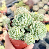 Succulent Flower seeds for Planting Bright Blooms Heirloom & GMO Free Seeds for Home Garden