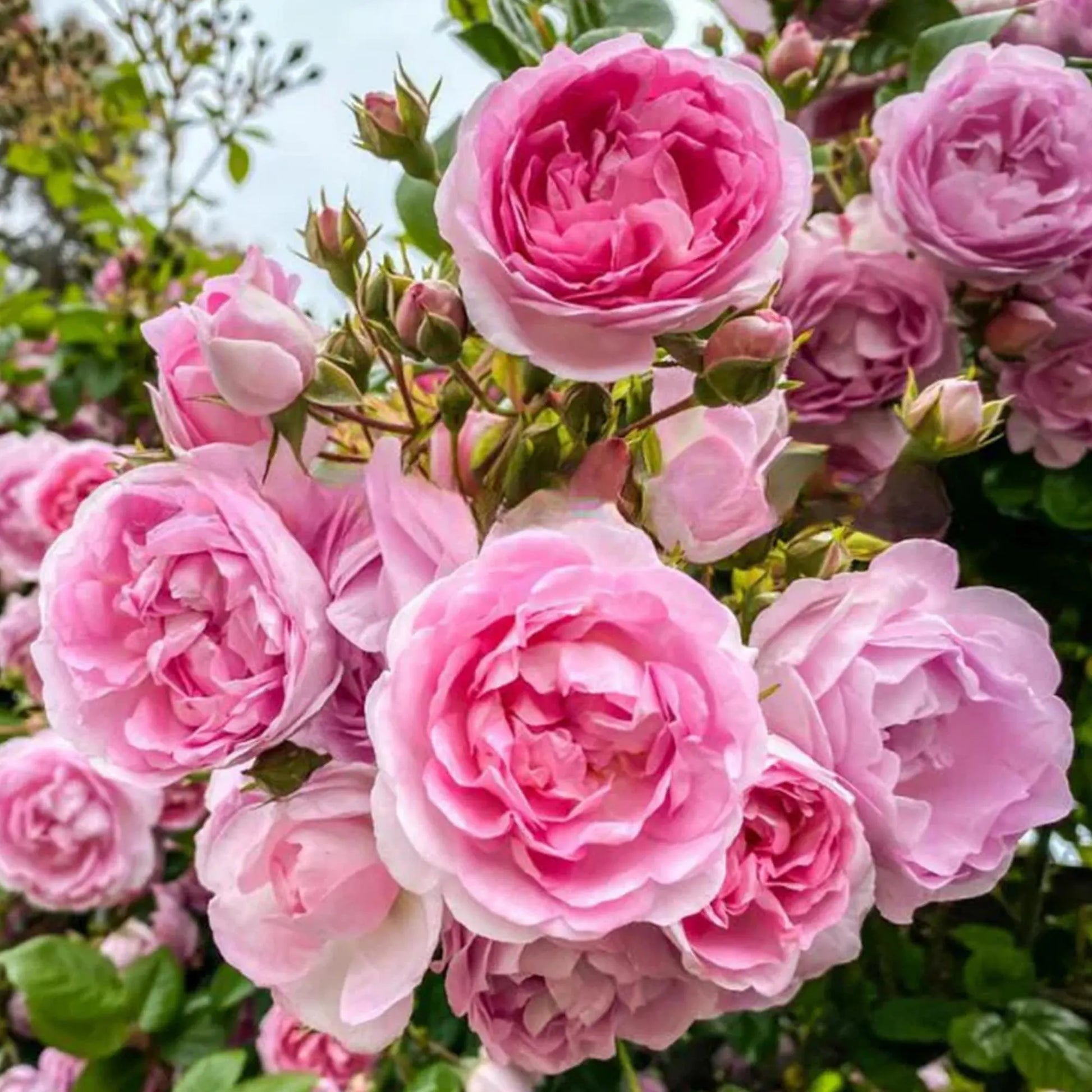 Pale Pink Climbing Rose Flower seeds for Planting - Drought Tolerant, Heirloom & GMO Free Seeds for Home Garden