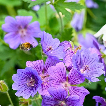Violet Geranium Flower Planting Seeds for Colorful Gardens