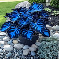 Dark Blue Caladium Flower seeds for Planting - Colorful Display, Heirloom & GMO Free Seeds for Home Garden