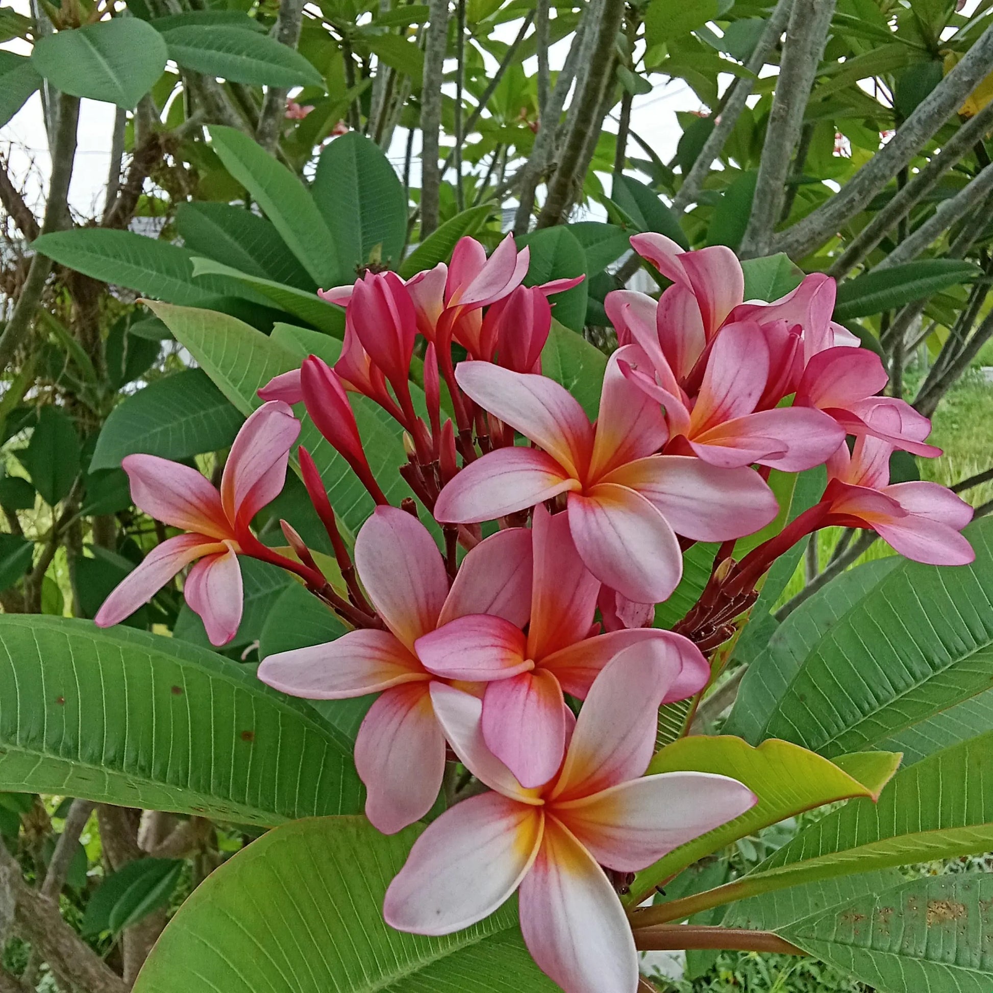 Purple Yellow Frangipani Flower seeds for Planting - Compact Growth, Heirloom & GMO Free Seeds for Home Garden