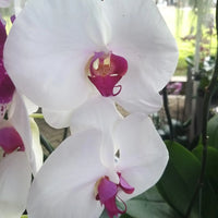 Multi Phalaenopsis Orchid Flower Seeds Flower seeds for Planting Drought Tolerant Heirloom & GMO Free Seeds for Home Garden
