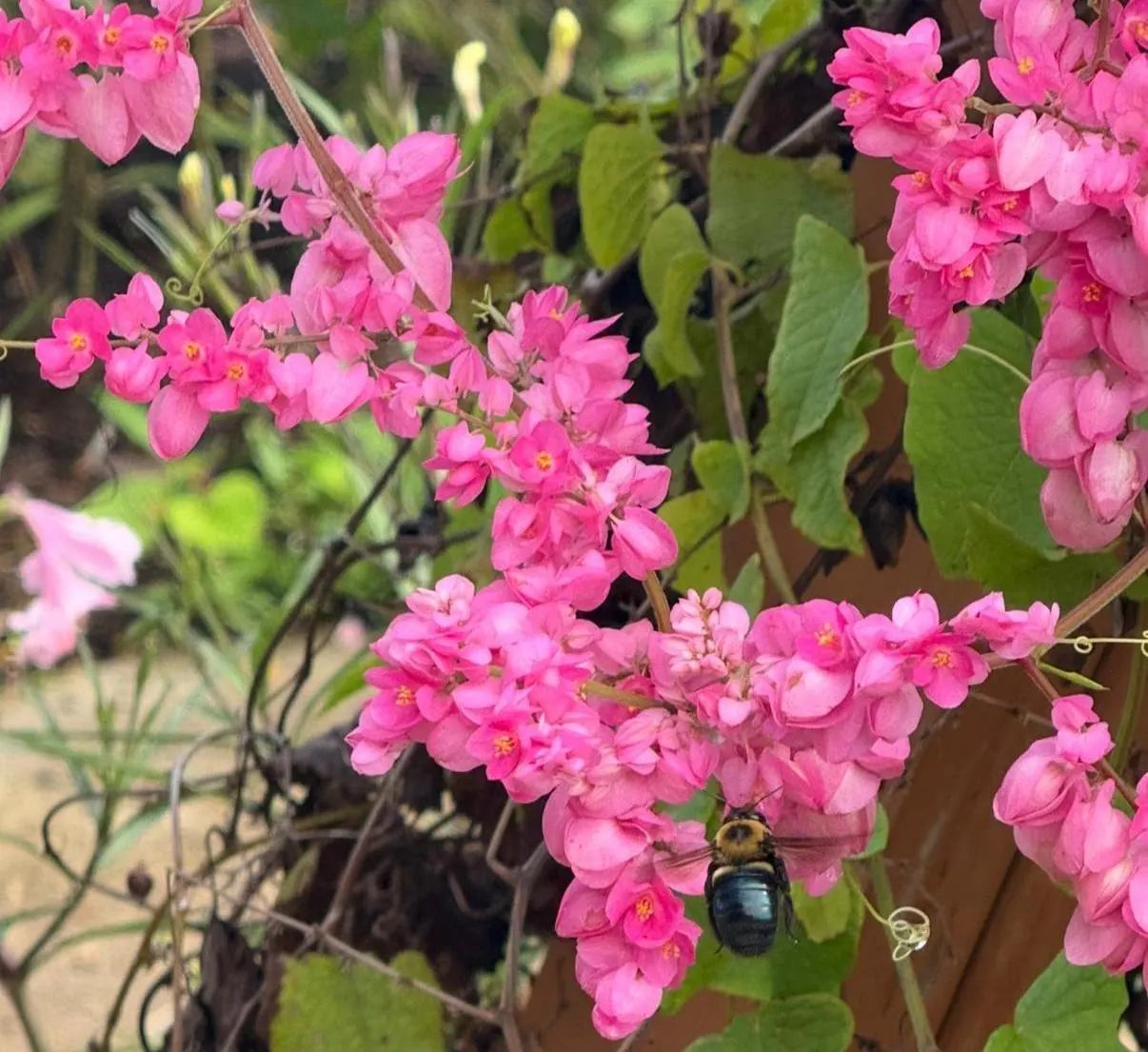 Antigonon Leptopus Flowering Plant Seeds for Planting in Garden