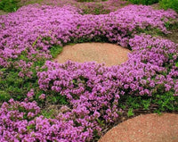 Creeping Thyme Thymus serpyllum Seeds for Planting in Herb Garden & Ground Cover