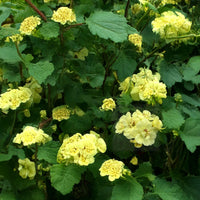 Light Yellow Geraniums Flower seeds for Planting - Compact Growth, Heirloom & GMO Free Seeds for Home Garden