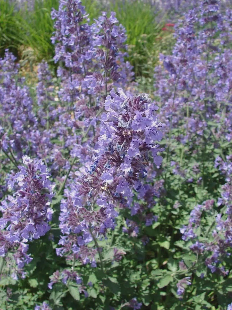 Sky Blue Mini Violet Rare Flower Seeds for Planting Easy to Grow Heirloom & GMO Free Seeds for Home Garden
 
 Sale