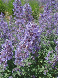 Sky Blue Mini Violet Rare Flower Seeds for Planting Easy to Grow Heirloom & GMO Free Seeds for Home Garden
 
 Sale