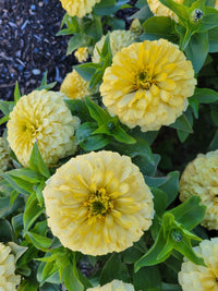 Heirloom Magellan Ivory Zinnia Flower seeds for Planting Long Bloom Season Heirloom & GMO Free Seeds for Home Garden