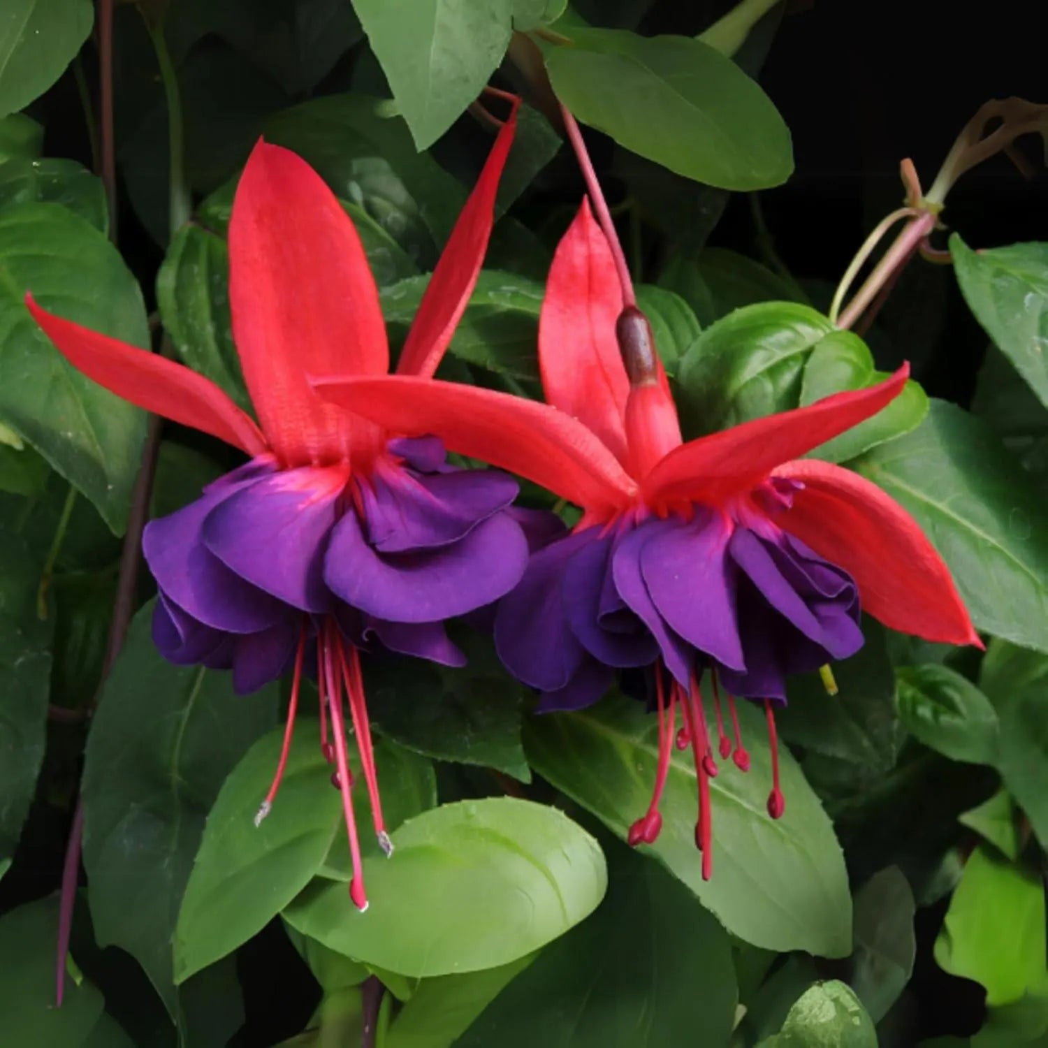 Double Petals Fuchsia Seeds for Planting | Cream Red Flower Seeds for Vibrant Gardens