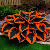 Hosta Seeds for Planting – Heirloom, Non-GMO, Perennial Shade Plant, Hosta spp. Foliage Variety