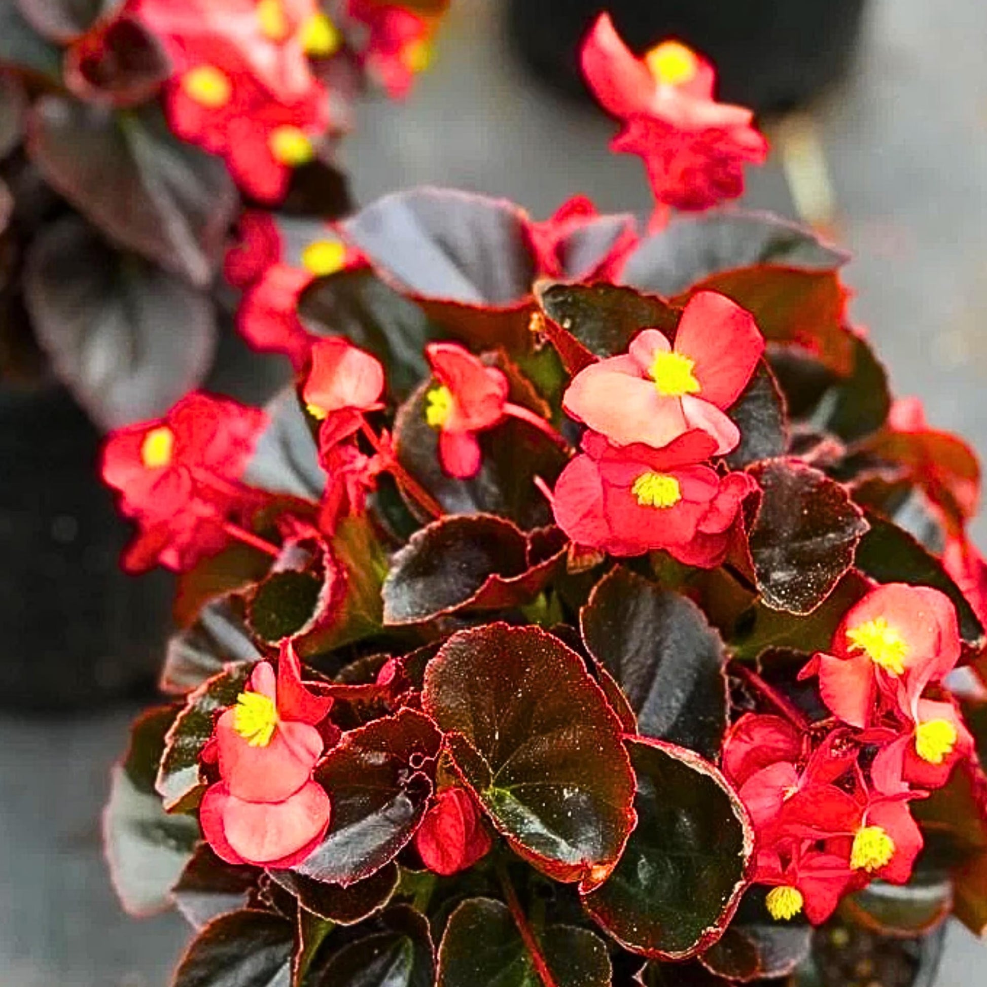 red wax begonias Flower seeds for Planting Pollinator Friendly Heirloom & GMO Free Seeds for Home Garden 
 
 Sale