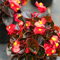 red wax begonias Flower seeds for Planting Pollinator Friendly Heirloom & GMO Free Seeds for Home Garden 
 
 Sale