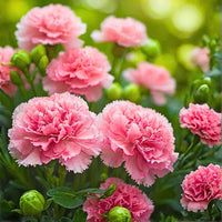 Light Pink Caryophyllus Flower seeds for Planting Bright Blooms Heirloom & GMO Free Seeds for Home Garden
 
 Sale