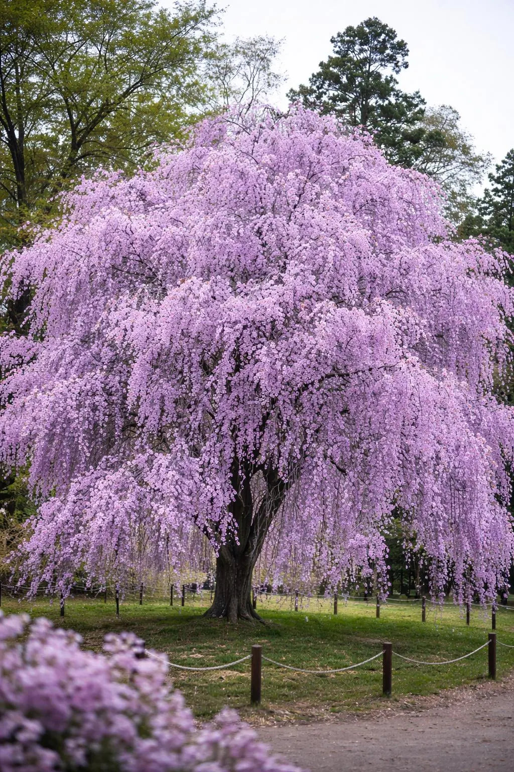 Kirschbaum Flower seeds for Planting - Seasonal Bloomer, Heirloom & GMO Free Seeds for Home Garden