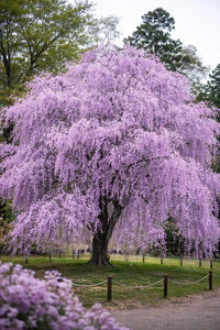 Kirschbaum Flower seeds for Planting - Seasonal Bloomer, Heirloom & GMO Free Seeds for Home Garden