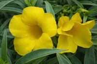 Heirloom Allamanda Flower seeds for Planting Sun Loving Heirloom & GMO Free Seeds for Home Garden