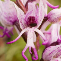 Purple Pyramid Monkey Orchid Flower seeds for Planting - Garden Favorite, Heirloom & GMO Free Seeds for Home Garden