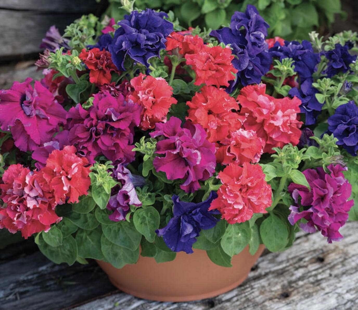 Double Pelleted Petunia Flower seeds for Planting Cottage Garden Essential Heirloom & GMO Free Seeds for Home Garden