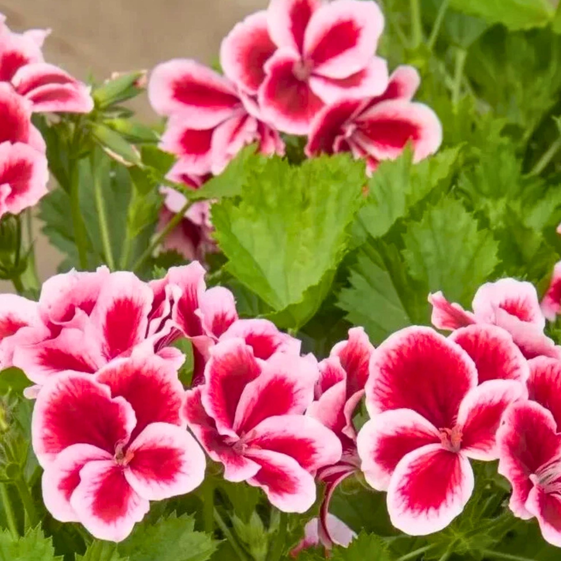 Mixed Regal Pelargonium Seeds for Planting
