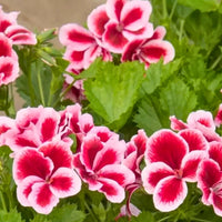 Mixed Regal Pelargonium Seeds for Planting