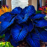 Dark Blue Caladium Flower seeds for Planting - Colorful Display, Heirloom & GMO Free Seeds for Home Garden