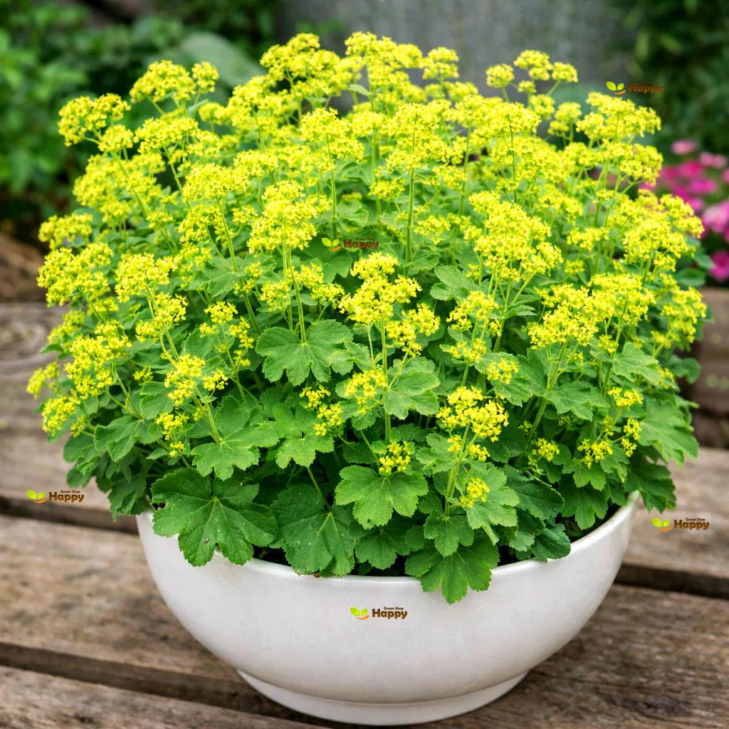 Green Alchemilla Mollis Flower seeds for Planting Garden Favorite Heirloom & GMO Free Seeds for Home Garden
 
 Sale