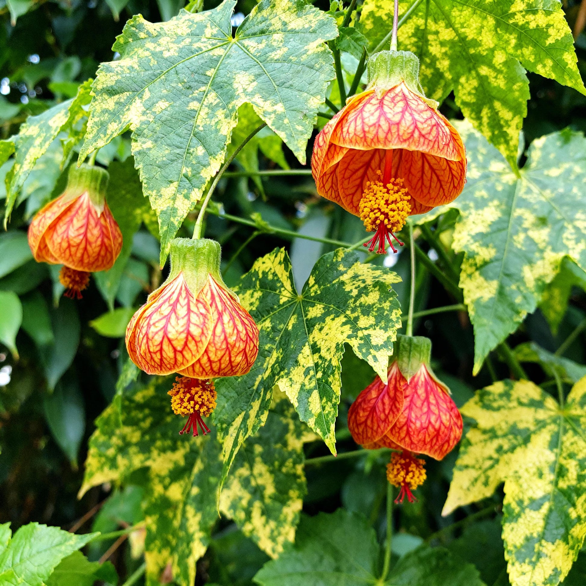 Light Orange Abutilon Flower seeds for Planting Bright Blooms Heirloom & GMO Free Seeds for Home Garden 
 
 Sale