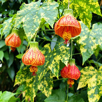 Light Orange Abutilon Flower seeds for Planting Bright Blooms Heirloom & GMO Free Seeds for Home Garden 
 
 Sale