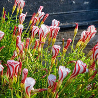 Red White Versicolor Flower seeds for Planting - Garden Favorite, Heirloom & GMO Free Seeds for Home Garden