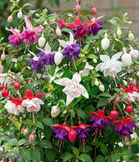 Purple White Fuchsias Flower seeds for Planting Drought Tolerant Heirloom & GMO Free Seeds for Home Garden 
 
 Sale