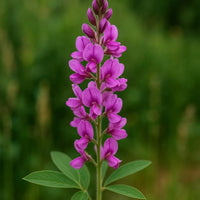 Pink Desmodium Flower seeds for Planting - Vibrant Colors, Heirloom & GMO Free Seeds for Home Garden