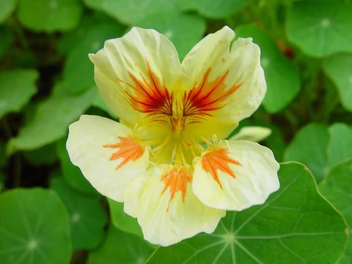 Green Yellow Nasturtium Flower seeds for Planting Cottage Garden Essential Heirloom & GMO Free Seeds for Home Garden