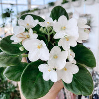 White African Violet Flower seeds for Planting - Fragrant Blossoms, Heirloom & GMO Free Seeds for Home Garden