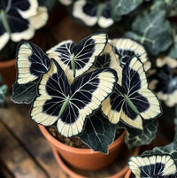 Black White Coleus Flower seeds for Planting Perfect for Borders Heirloom & GMO Free Seeds for Home Garden