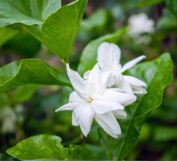 Arabian Jasmine Jasminum sambac Flower Seeds for Planting in Garden
