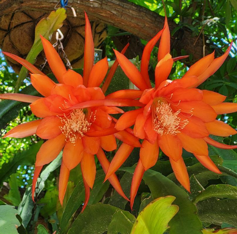 Orange Nopalxochia Flower Seeds Flower seeds for Planting Premium Quality Heirloom & GMO Free Seeds for Home Garden