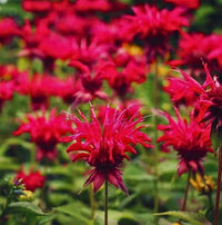 Red Monarda Didyma Flower seeds for Planting Premium Quality Heirloom & GMO Free Seeds for Home Garden 
 
 Sale