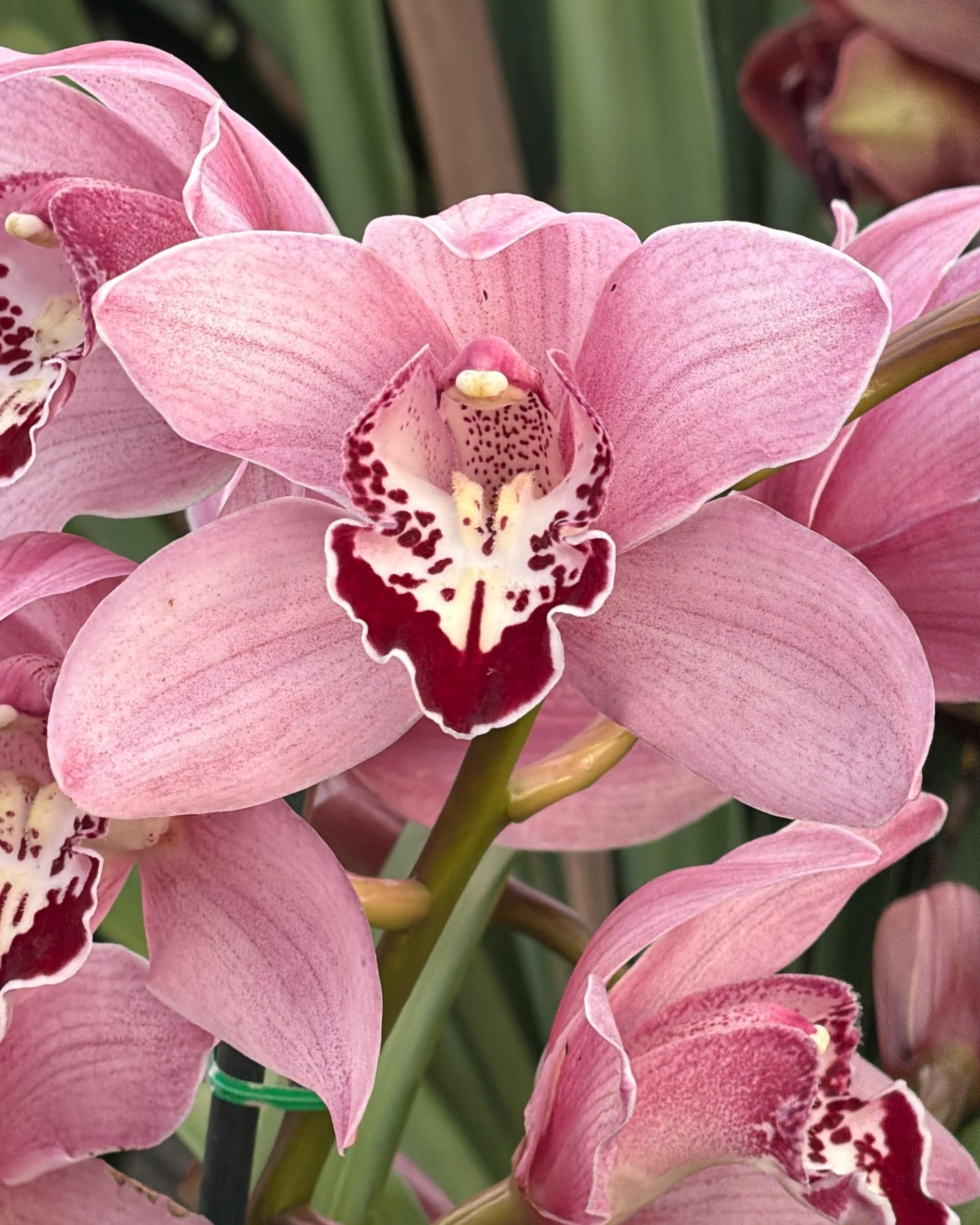 Mixed Butterfly Orchid Flower seeds for Planting - Long Bloom Season, Heirloom & GMO Free Seeds for Home Garden
