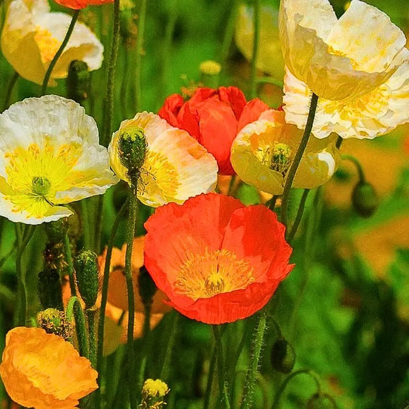 Nudicaule Flower seeds for Planting Fragrant Blossoms Heirloom & GMO Free Seeds for Home Garden
