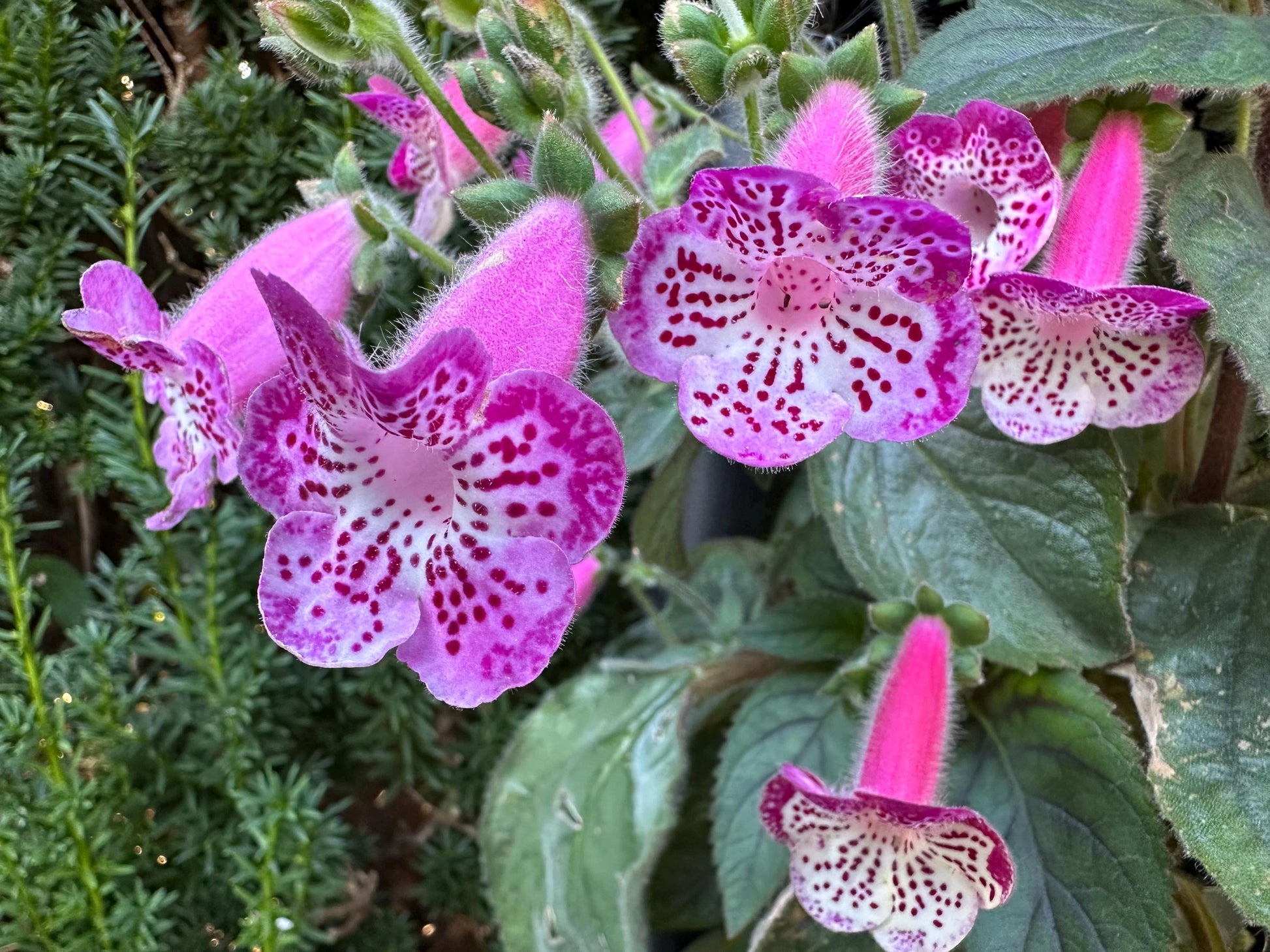 Pink Kohleria Flower seeds for Planting - Sun Loving, Heirloom & GMO Free Seeds for Home Garden