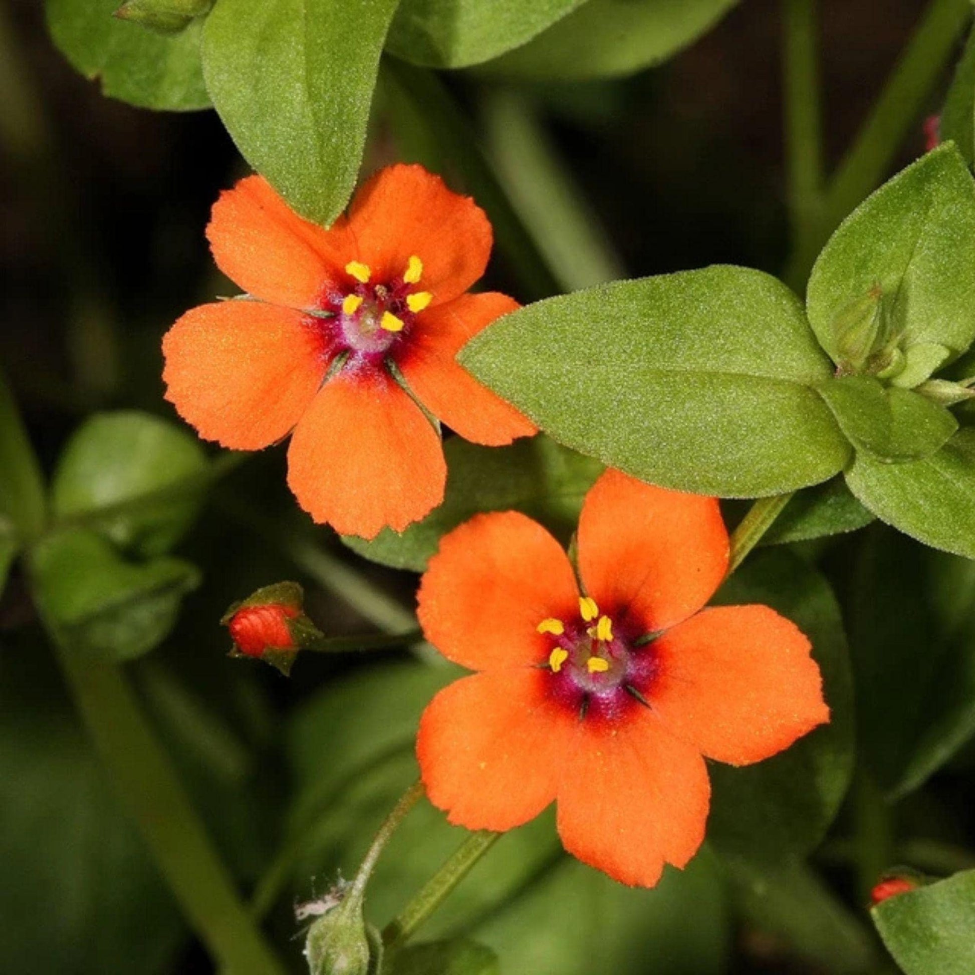 Orange Pimpernel Scarlet Flower Seeds for Planting  Bright Annual Blooms
