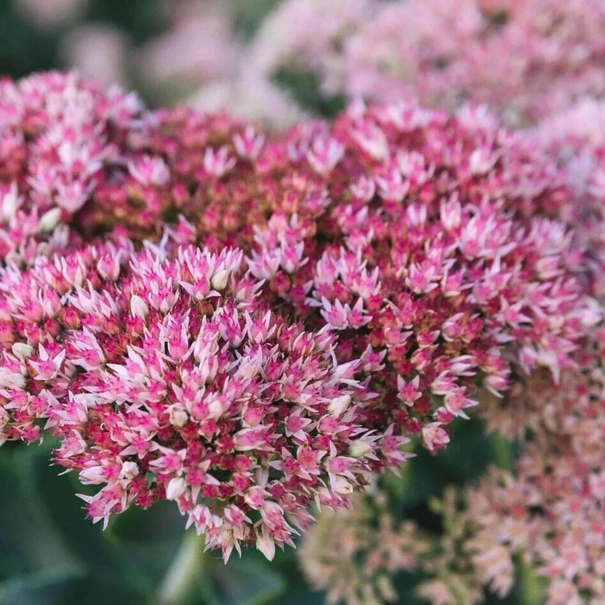 Pink Green Sedum Seastar Flower seeds for Planting Pollinator Friendly Heirloom & GMO Free Seeds for Home Garden 
 
 Sale