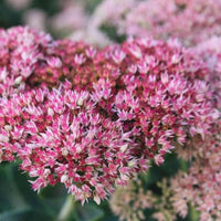 Pink Green Sedum Seastar Flower seeds for Planting Pollinator Friendly Heirloom & GMO Free Seeds for Home Garden 
 
 Sale