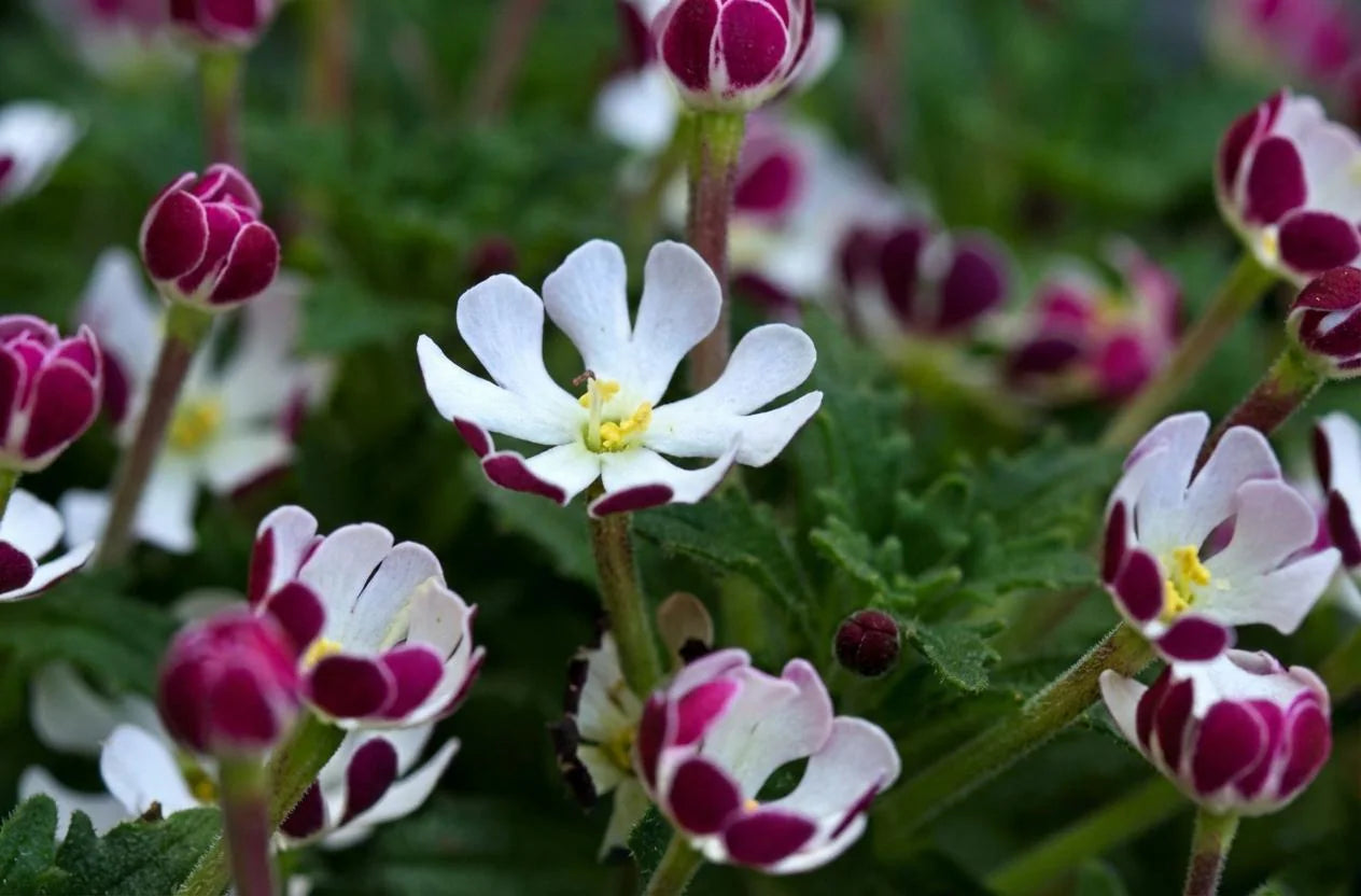 White Pink Zaluzianskya Flower Seeds - Flower seeds for Planting - Vibrant Colors, Heirloom & GMO Free Seeds for Home Garden